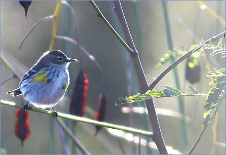 wake-vogel